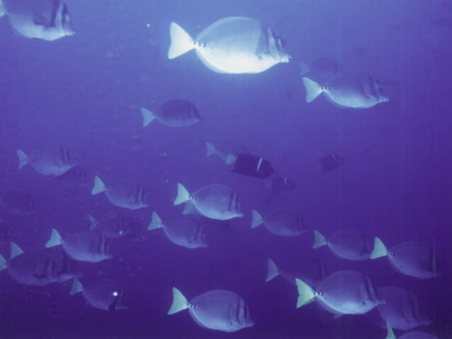 CHANCO SURGEONFISH