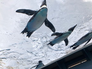 IMG_1368.jpg