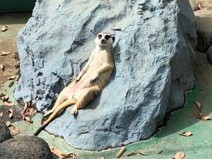 IMG_3334.jpg