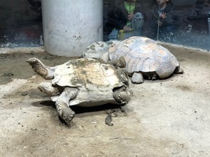 IMG_4596.jpg