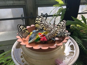 IMG_4613.jpg