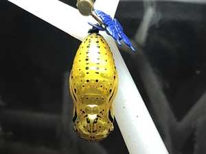 IMG_4642.jpg